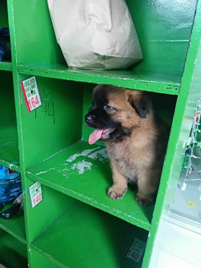 Hilarious Moments Animals Were Spotted in Unusual Locations