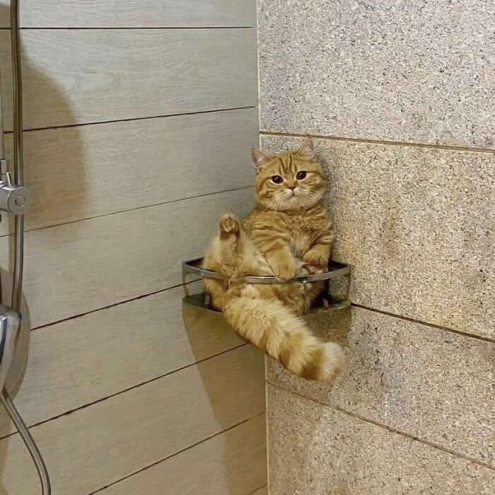 Hilarious Moments Animals Were Spotted in Unusual Locations