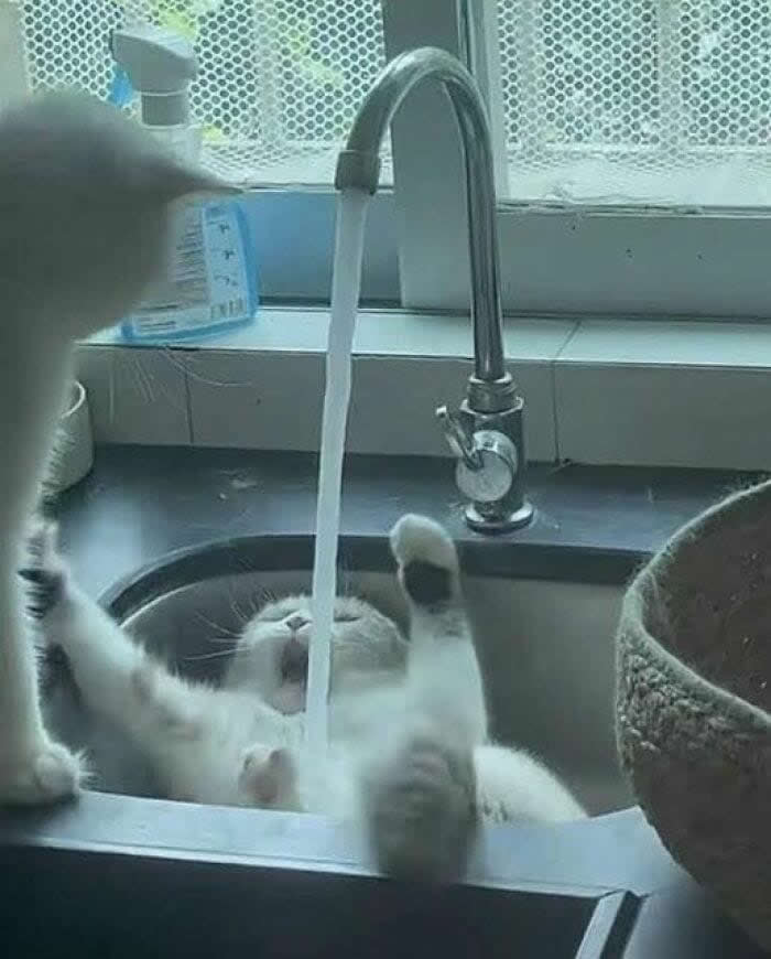 Hilarious Moments Animals Were Spotted in Unusual Locations