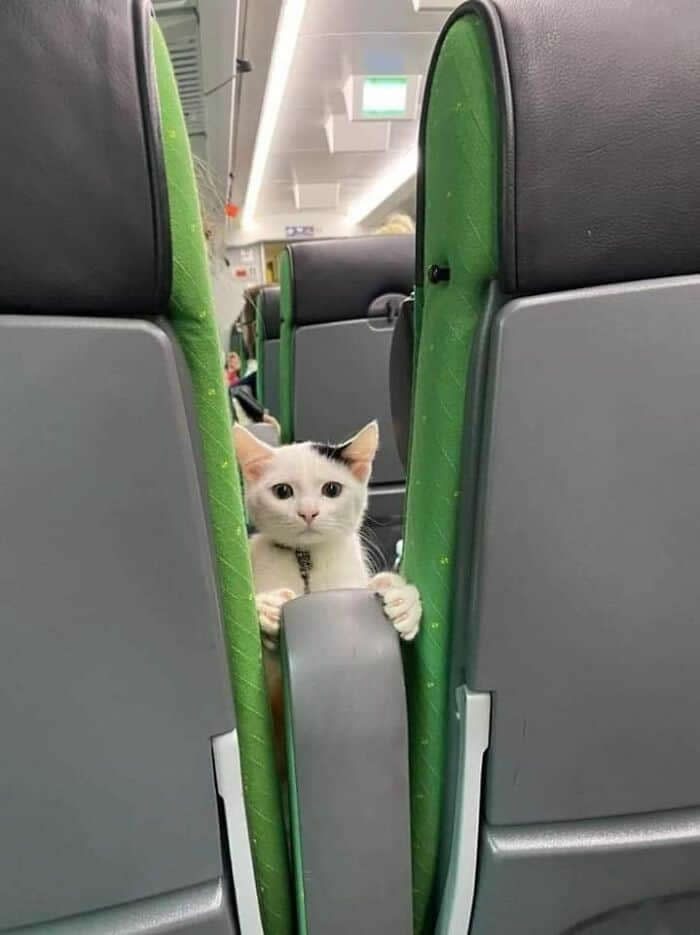 Hilarious Moments Animals Were Spotted in Unusual Locations