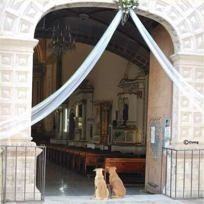 Hilarious Moments Animals Were Spotted in Unusual Locations