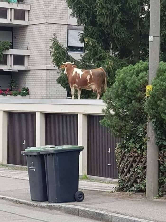 Hilarious Moments Animals Were Spotted in Unusual Locations