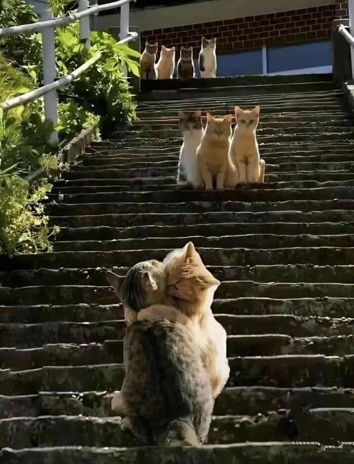 Hilarious Moments Animals Were Spotted in Unusual Locations