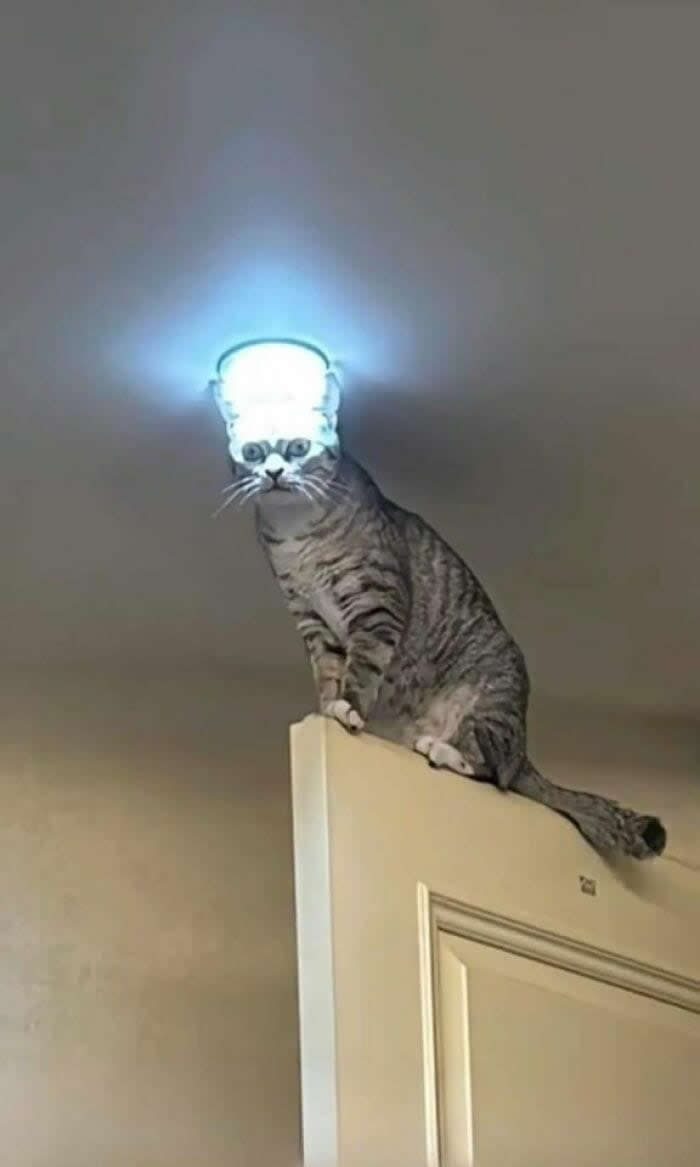 Hilarious Moments Animals Were Spotted in Unusual Locations