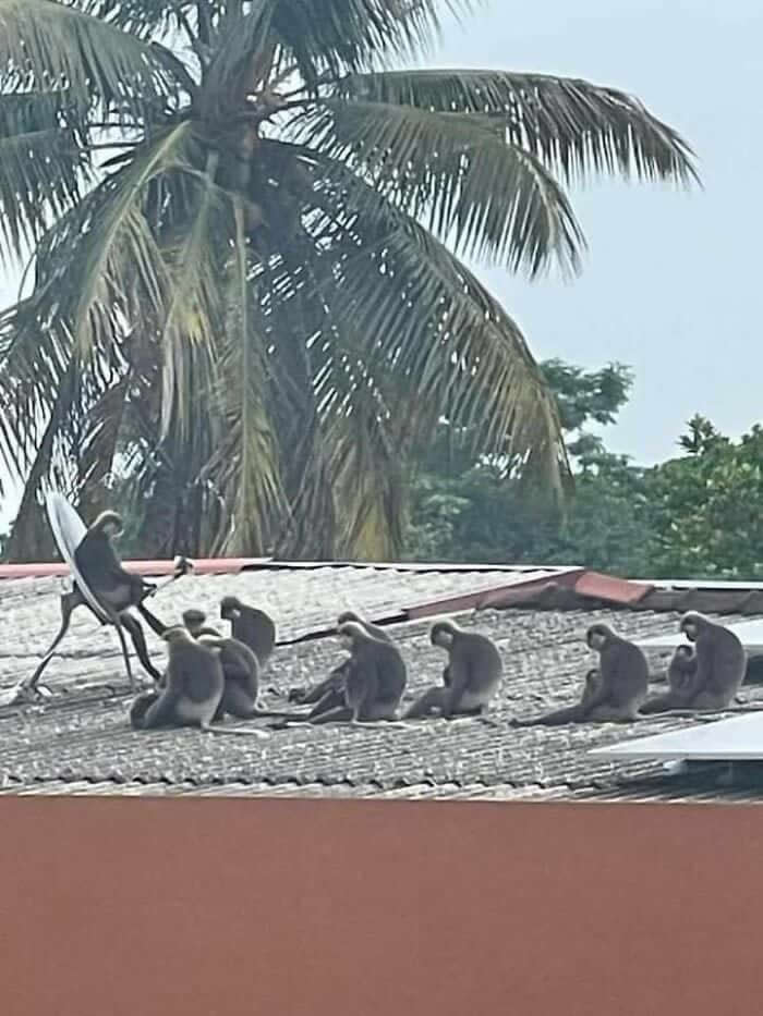 Hilarious Moments Animals Were Spotted in Unusual Locations