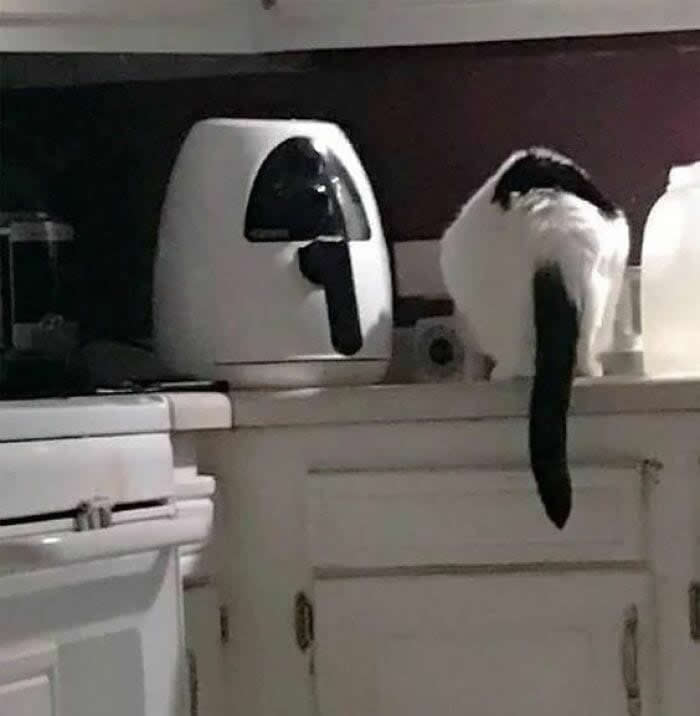 Hilarious Moments Animals Were Spotted in Unusual Locations