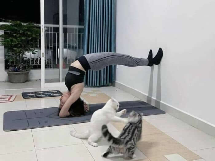 Hilarious Moments Animals Were Spotted in Unusual Locations