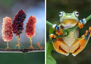 Macro Photos That Show Nature Never Seen Before