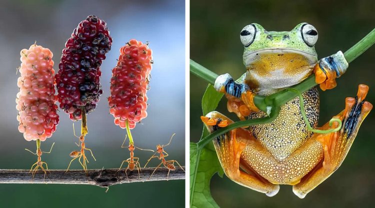 Macro Photos That Show Nature Never Seen Before