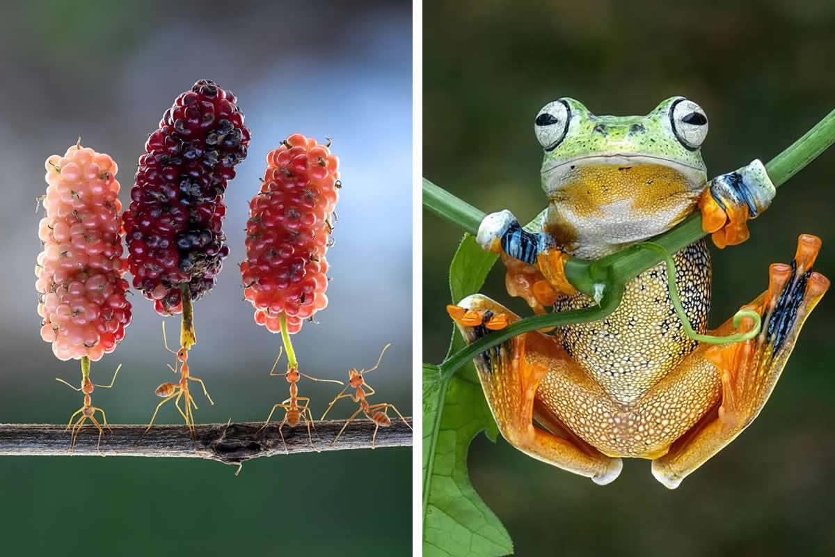 Macro Photos That Show Nature Never Seen Before