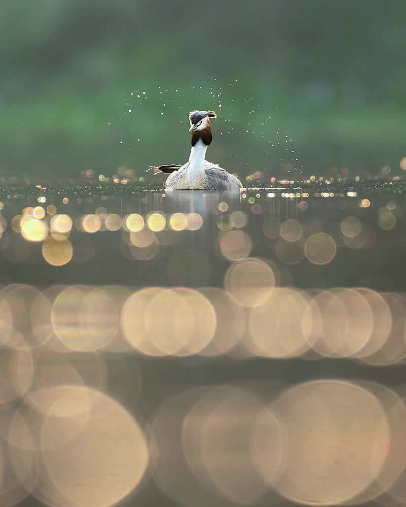 Indian Bird Photography by Jayanta Basak