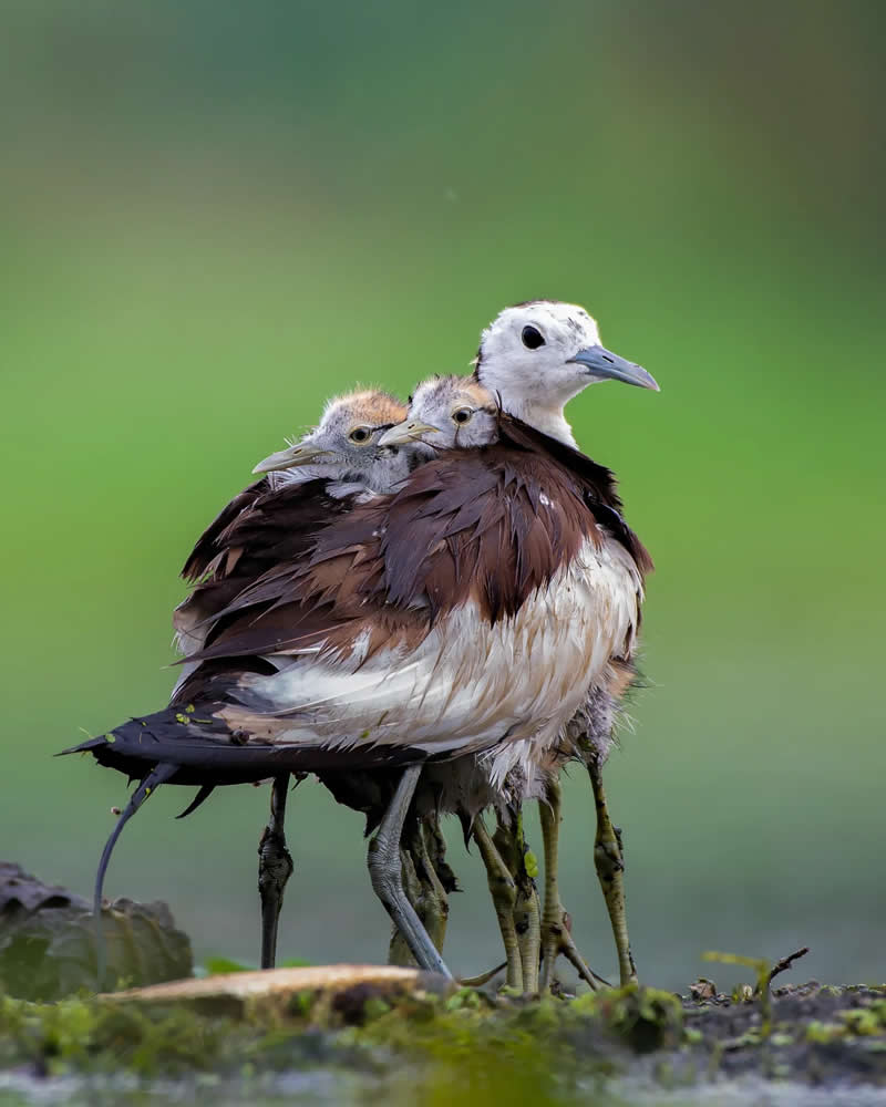 Indian Bird Photography by Jayanta Basak