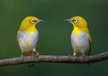 Indian Bird Photography by Jayanta Basak