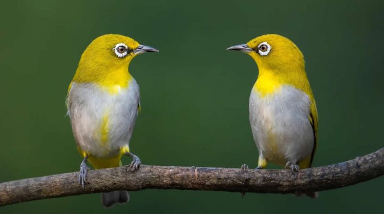 Indian Bird Photography by Jayanta Basak