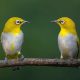 Indian Bird Photography by Jayanta Basak