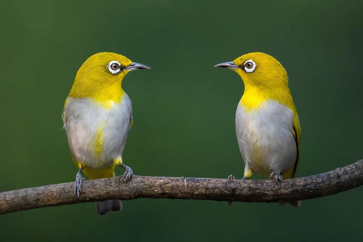 Indian Bird Photography by Jayanta Basak