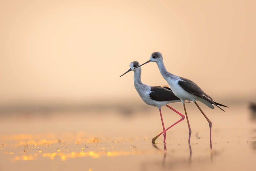 Indian Bird Photography by Kaushik Ghosh