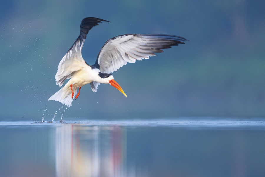 Indian Bird Photography by Kaushik Ghosh