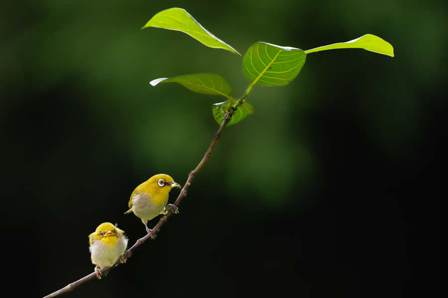 Indian Bird Photography by Kaushik Ghosh