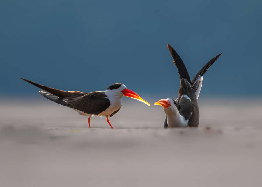 Indian Bird Photography by Kaushik Ghosh