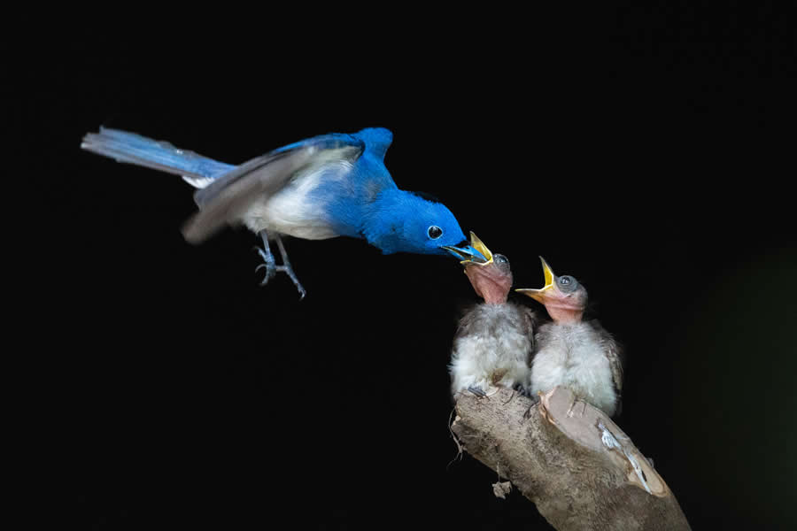 Indian Bird Photography by Kaushik Ghosh