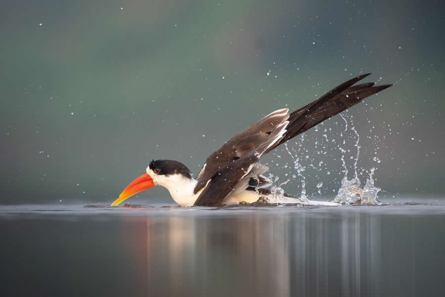 Indian Bird Photography by Kaushik Ghosh