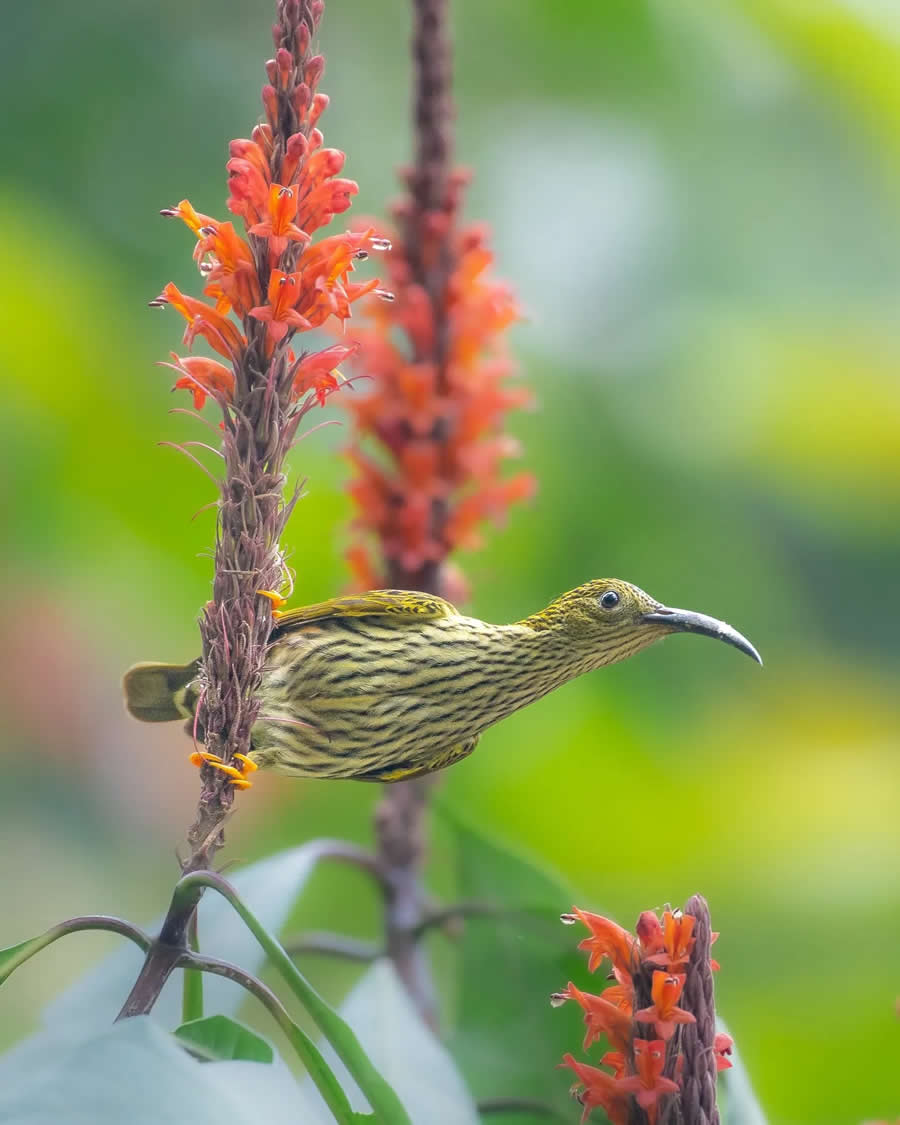 Indian Bird Photography by Kaushik Ghosh