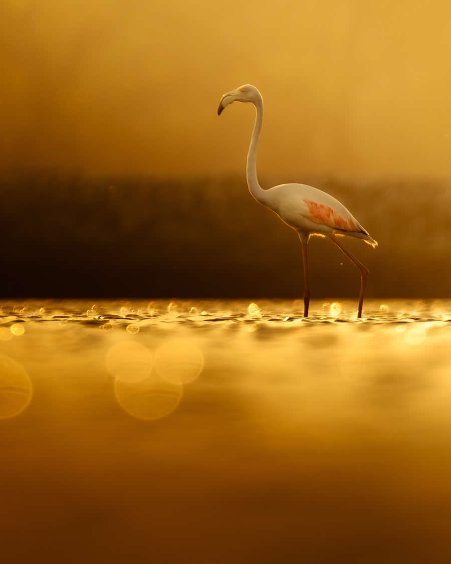 Indian Bird Photography by Kaushik Ghosh