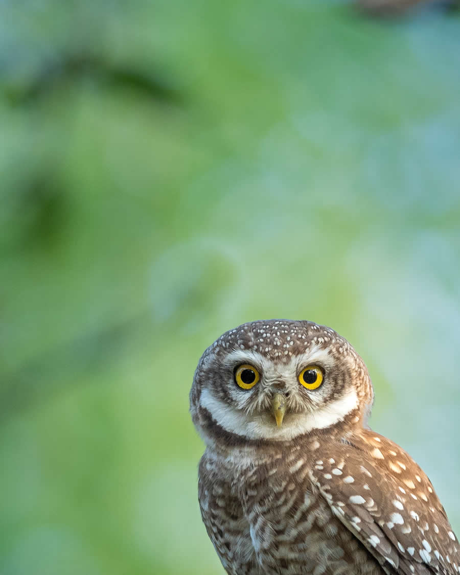 Indian Bird Photography by Kaushik Ghosh