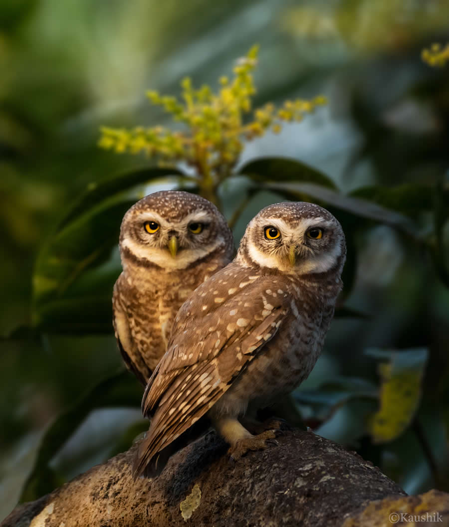 Indian Bird Photography by Kaushik Ghosh