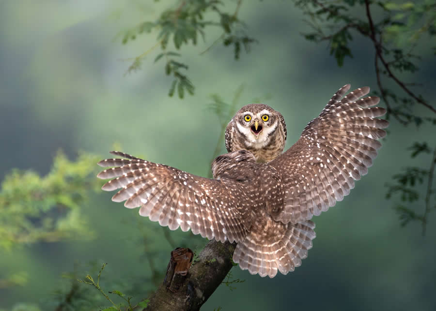 Indian Bird Photography by Kaushik Ghosh