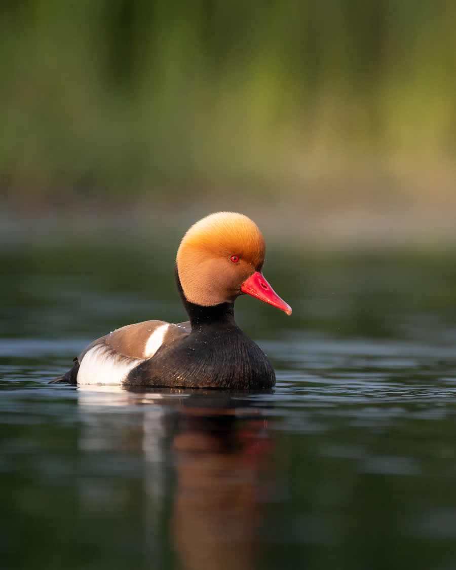 Indian Bird Photography by Kaushik Ghosh