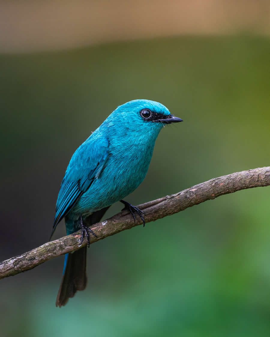 Indian Bird Photography by Kaushik Ghosh