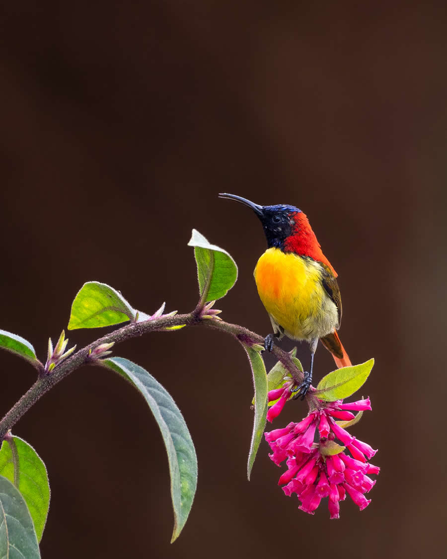 Indian Bird Photography by Kaushik Ghosh