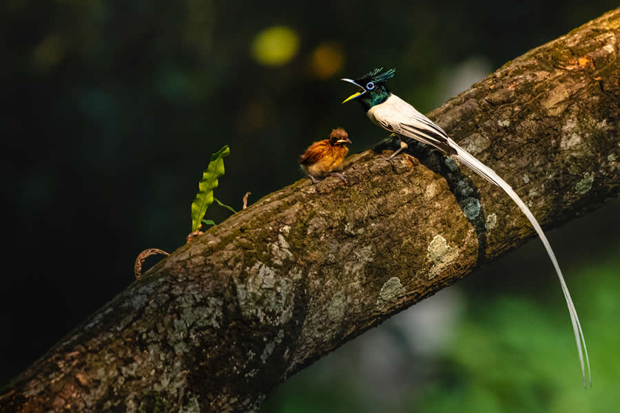 Indian Bird Photography by Kaushik Ghosh