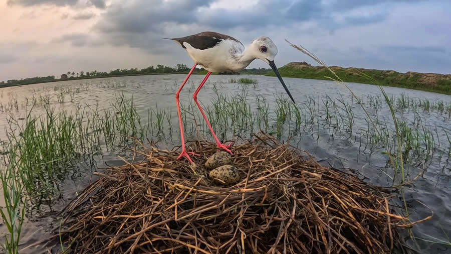 Indian Bird Photography by Kaushik Ghosh