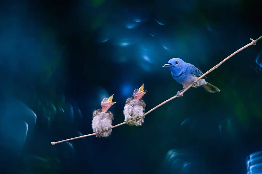 Indian Bird Photography by Kaushik Ghosh