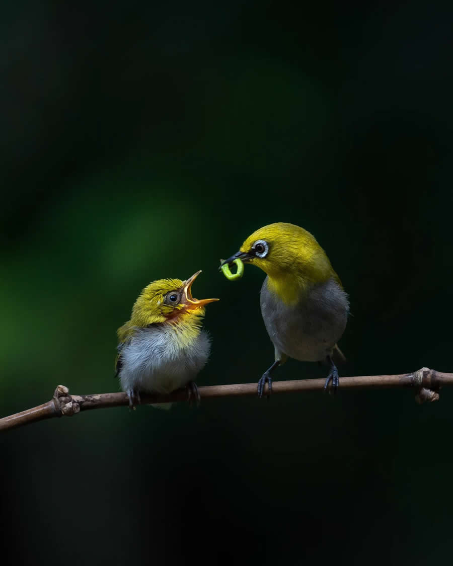 Indian Bird Photography by Kaushik Ghosh
