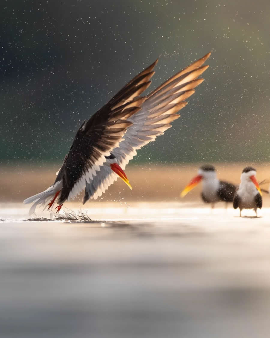 Indian Bird Photography by Kaushik Ghosh