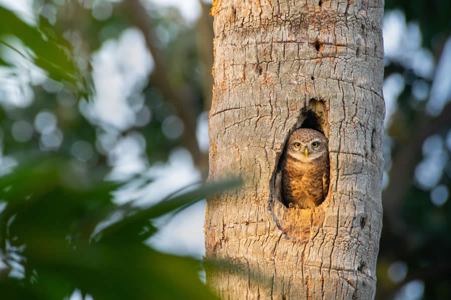 Indian Bird Photography by Kaushik Ghosh