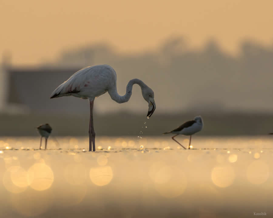 Indian Bird Photography by Kaushik Ghosh