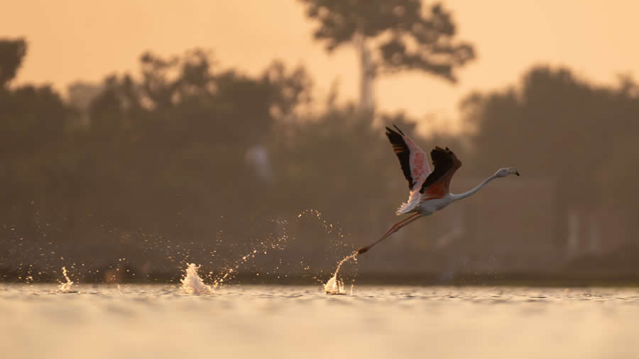 Indian Bird Photography by Kaushik Ghosh