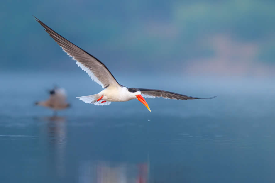 Indian Bird Photography by Kaushik Ghosh