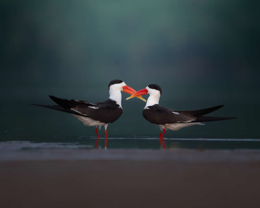 Indian Bird Photography by Kaushik Ghosh