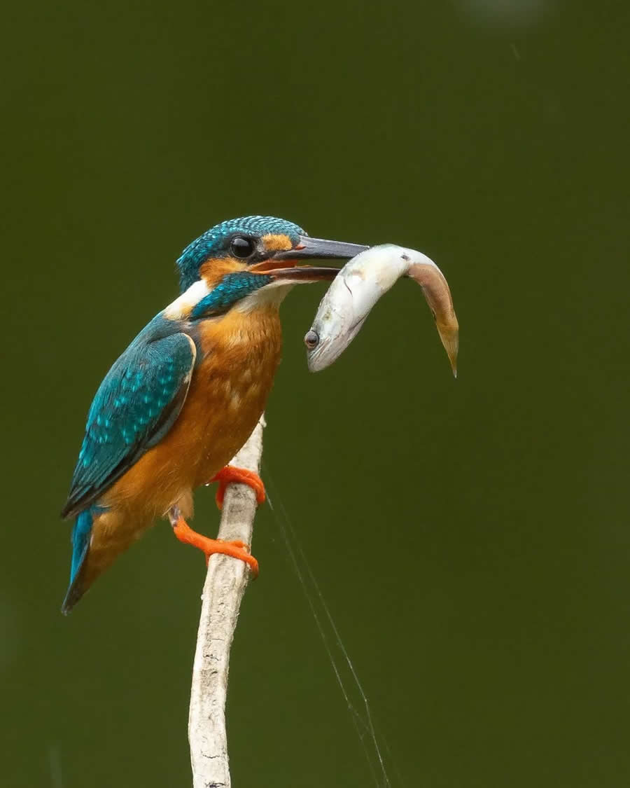 Indian Bird Photography by Kaushik Ghosh