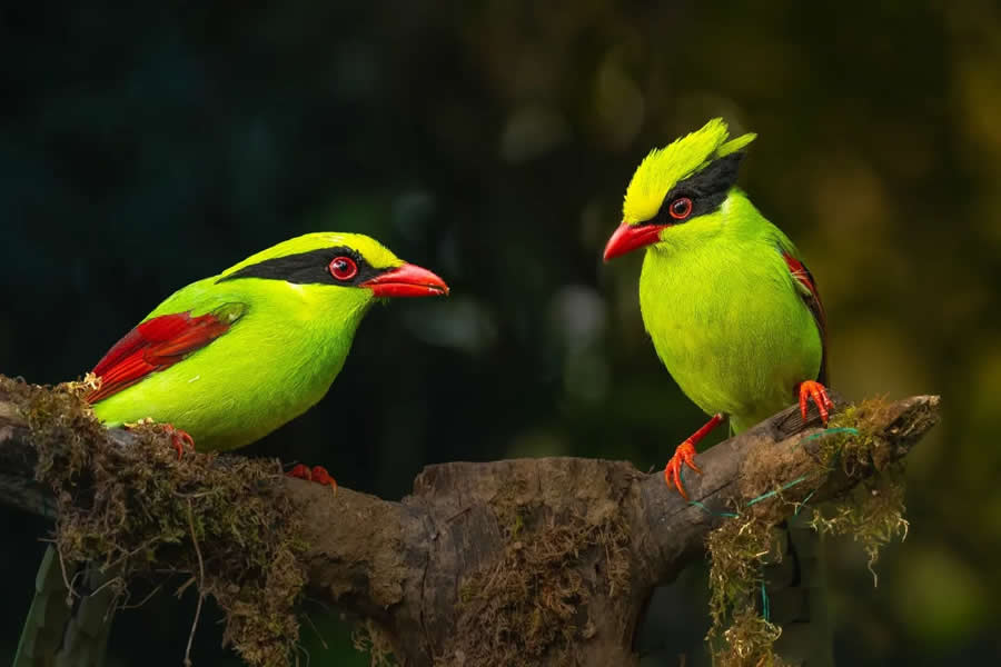 Indian Bird Photography by Kaushik Ghosh
