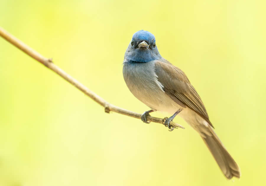 Indian Bird Photography by Kaushik Ghosh