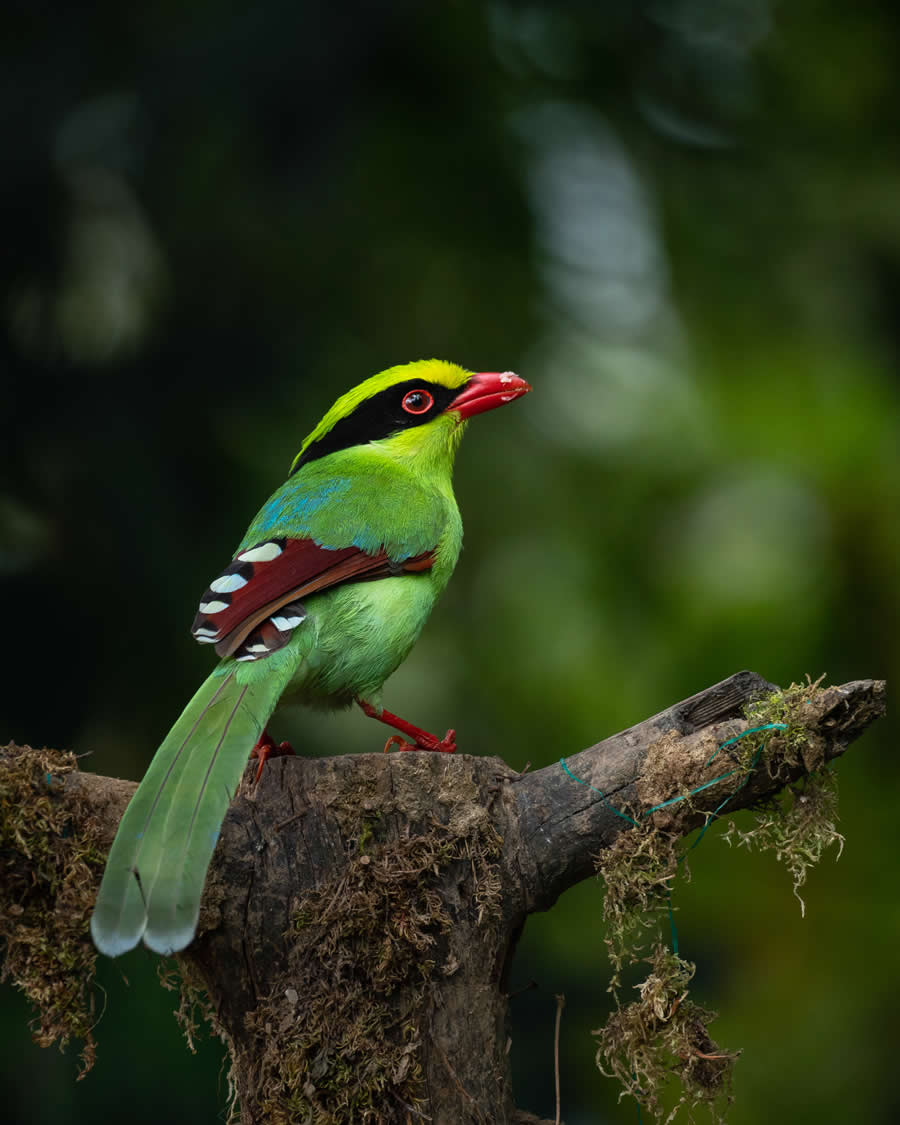 Indian Bird Photography by Kaushik Ghosh
