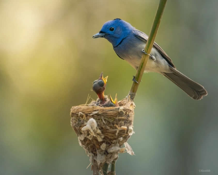 Indian Bird Photography by Kaushik Ghosh