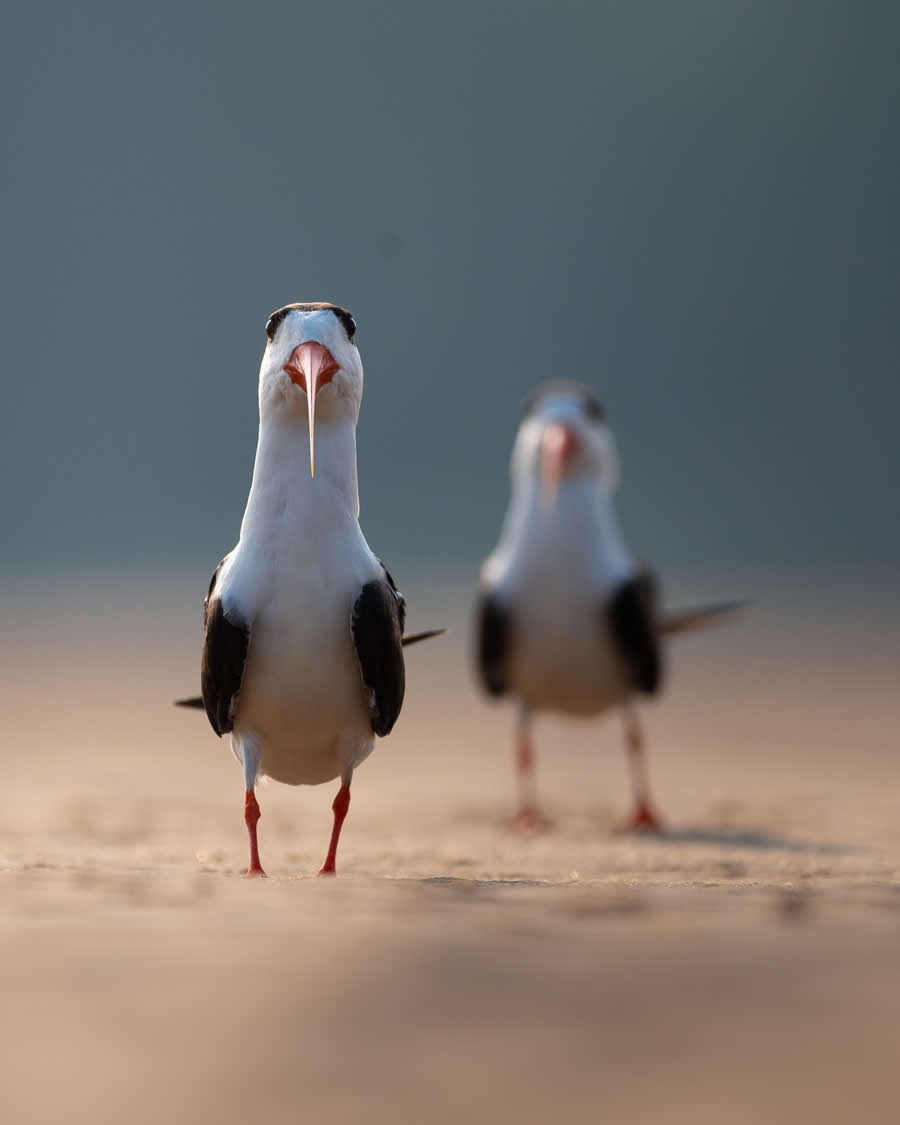 Indian Bird Photography by Kaushik Ghosh